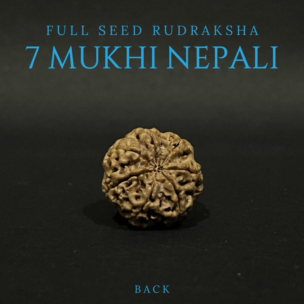 7 Mukhi Rudraksha - Full Seed