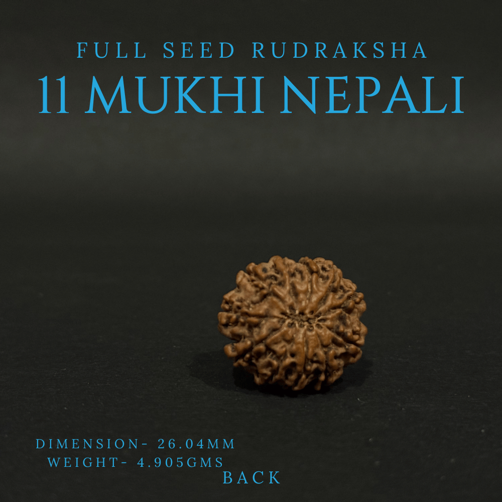 11 Mukhi Rudraksha- Full Seed (26.04mm)