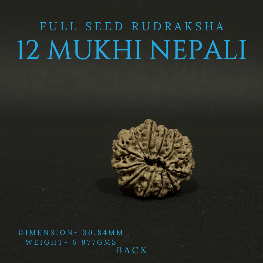 12 Mukhi Rudraksha- Full Seed (30.84mm)