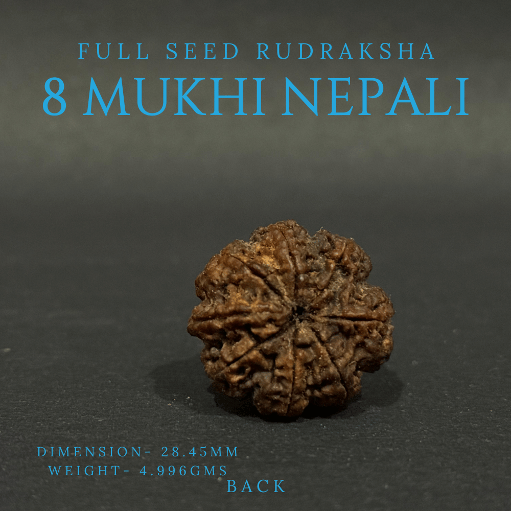 8 Mukhi Rudraksha - Full Seed (28.45mm)