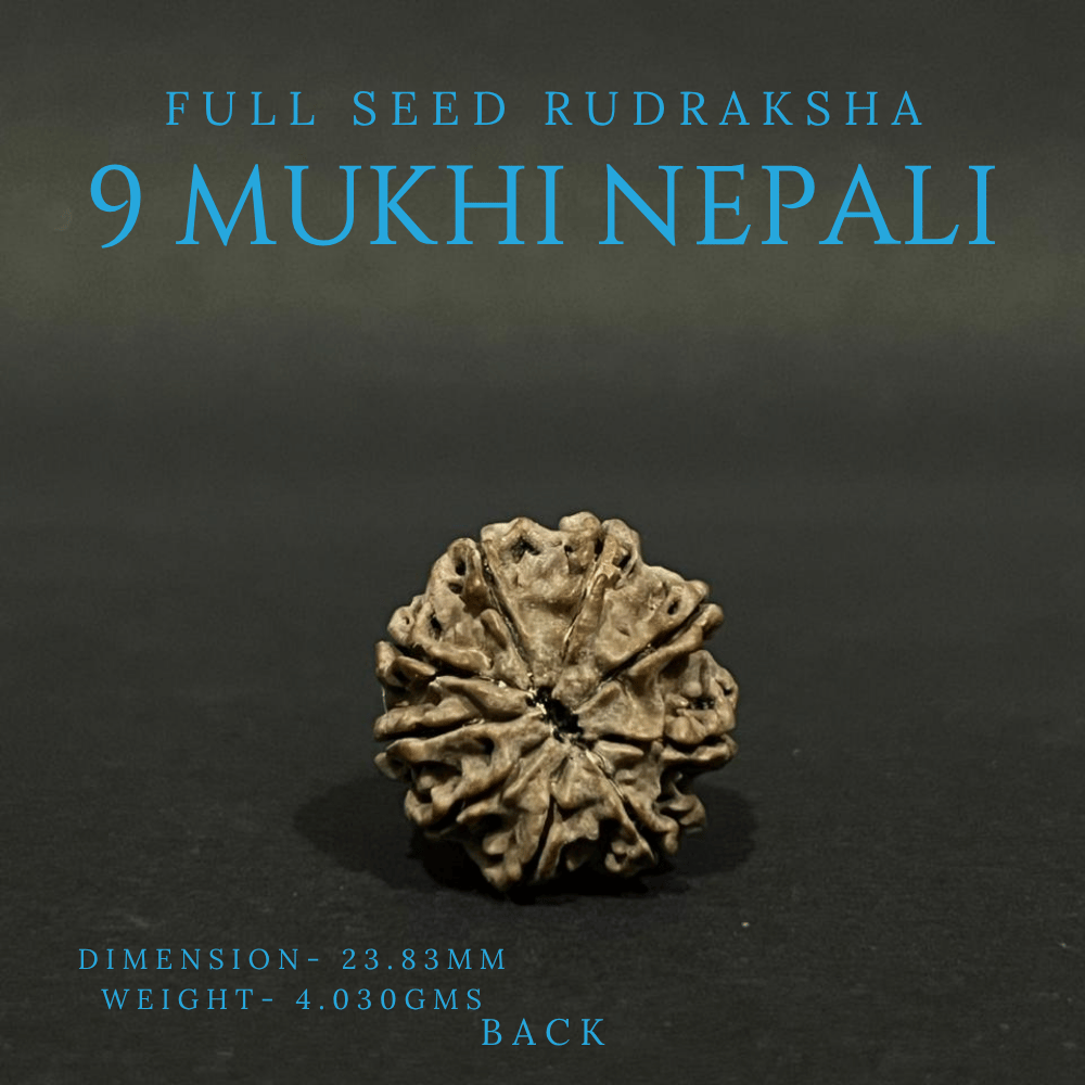 9 Mukhi Rudraksha- Full Seed (23.83mm)