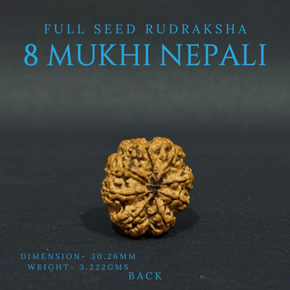 8 Mukhi Rudraksha- Full Seed (30.26mm)