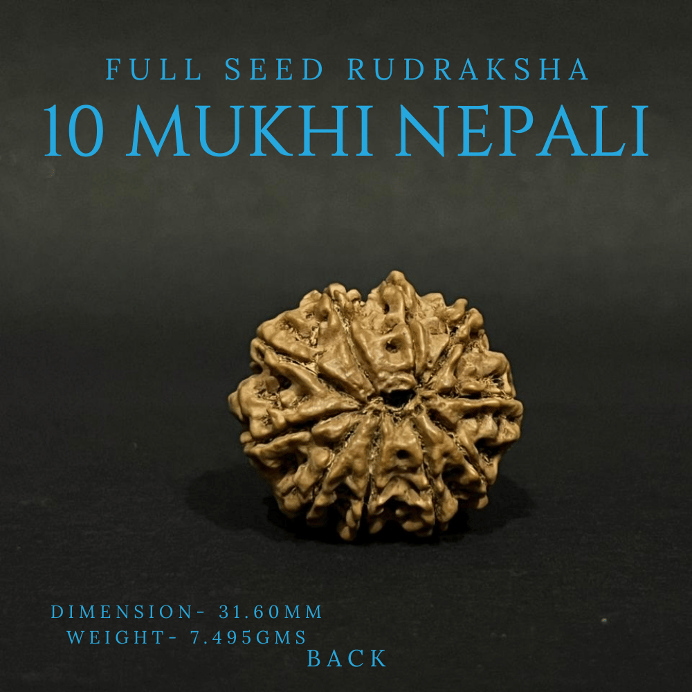 10 Mukhi Rudraksha- Full Seed (31.60mm)