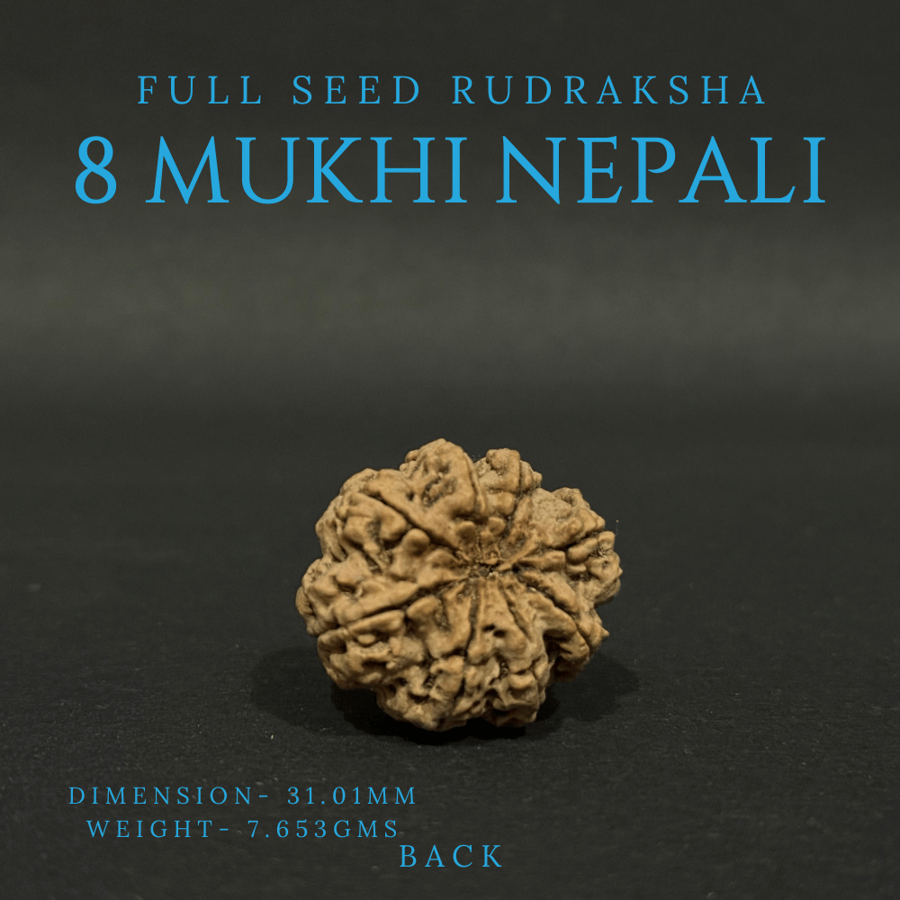 8 Mukhi Rudraksha- Full Seed (31.01mm)
