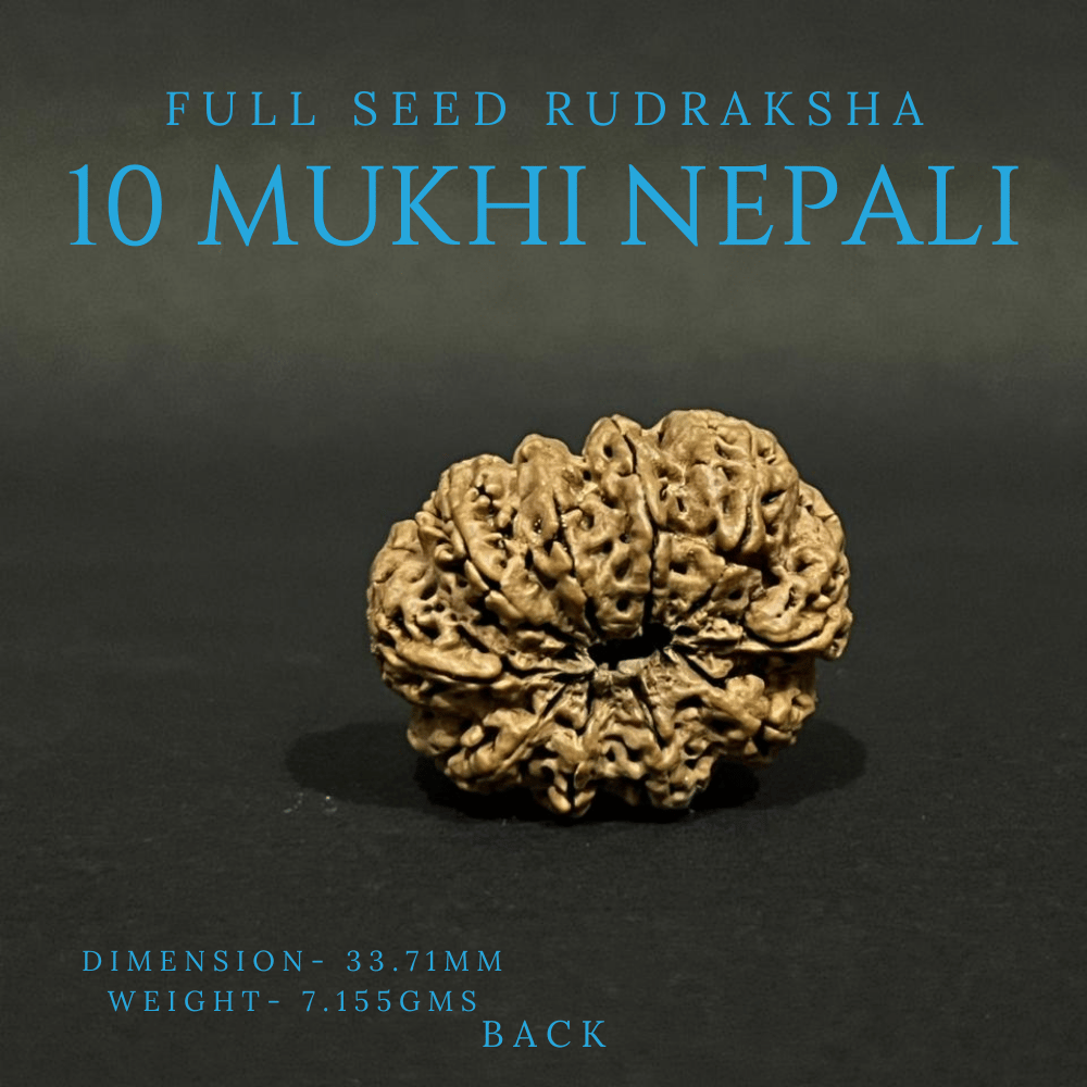 10 Mukhi Rudraksha- Full Seed (33.71mm)