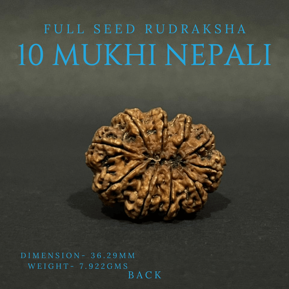 10 Mukhi Rudraksha- Full Seed (36.29mm)