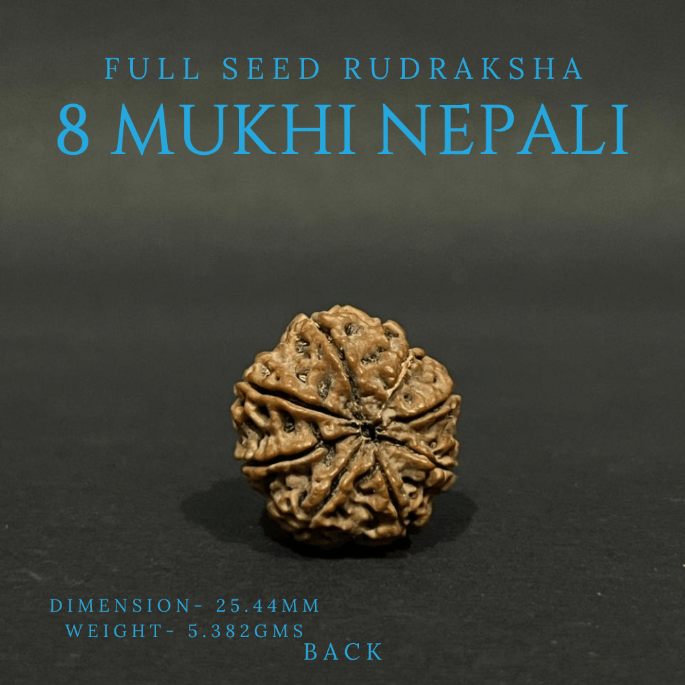 8 Mukhi Rudraksha- Full Seed (25.44mm)