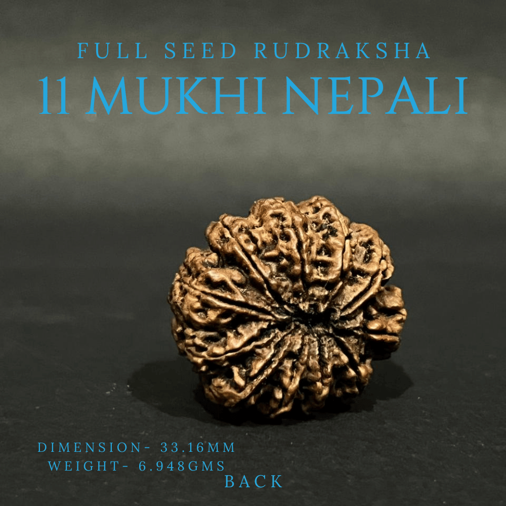 11 Mukhi Rudraksha- Full Seed (33.16mm)