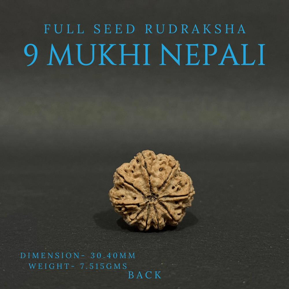 9 Mukhi Rudraksha- Full Seed (30.40mm)