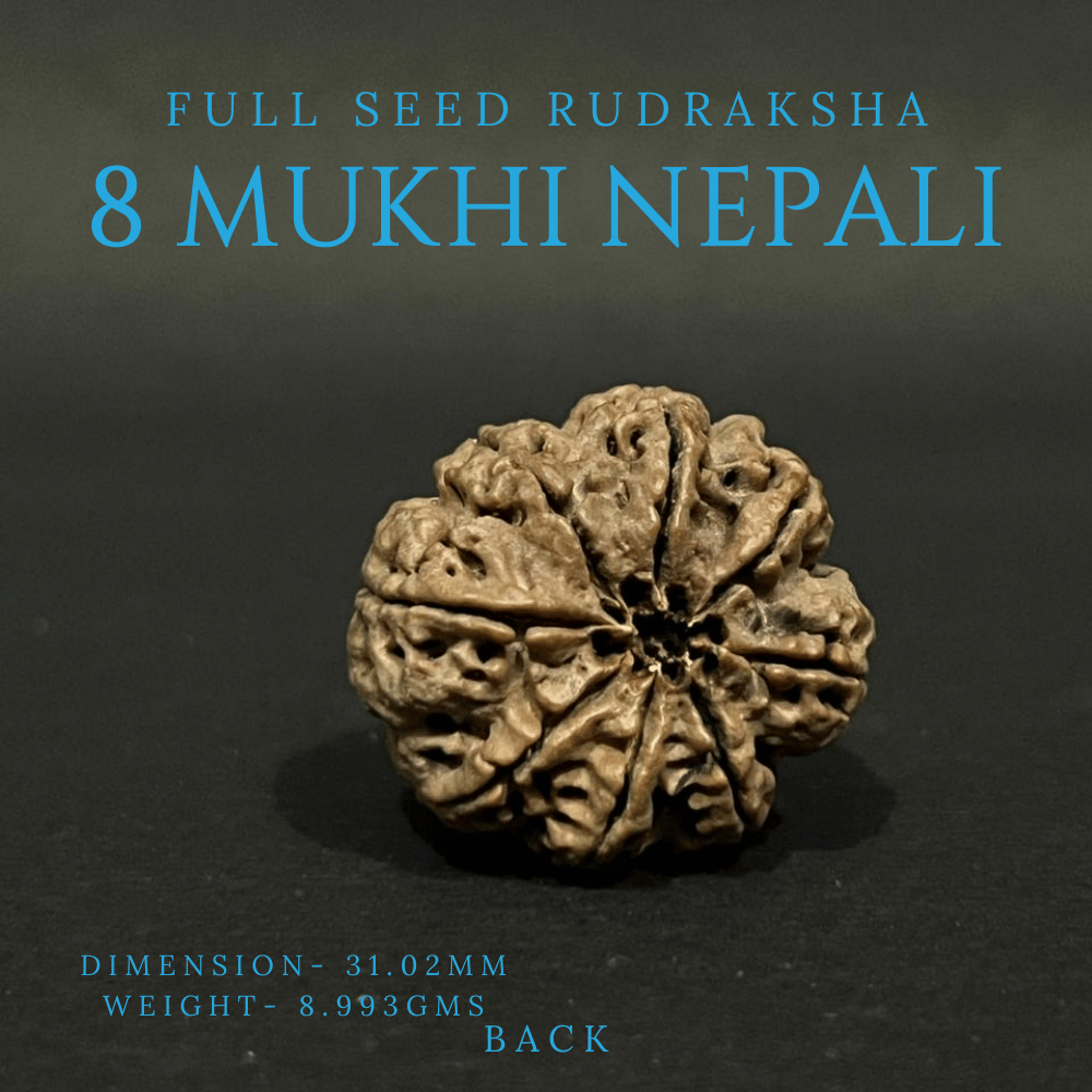8 Mukhi Rudraksha- Full Seed (31.02mm)