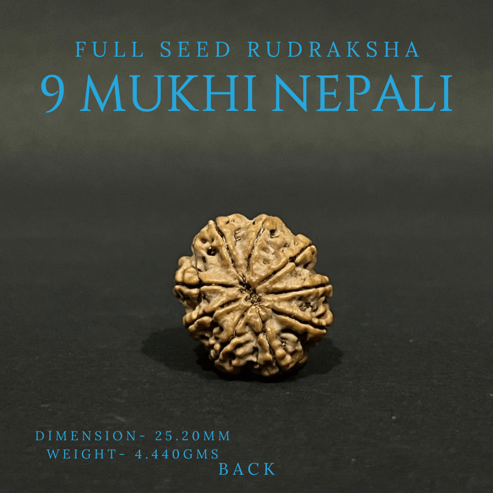 9 Mukhi Rudraksha- Full Seed (25.20mm)