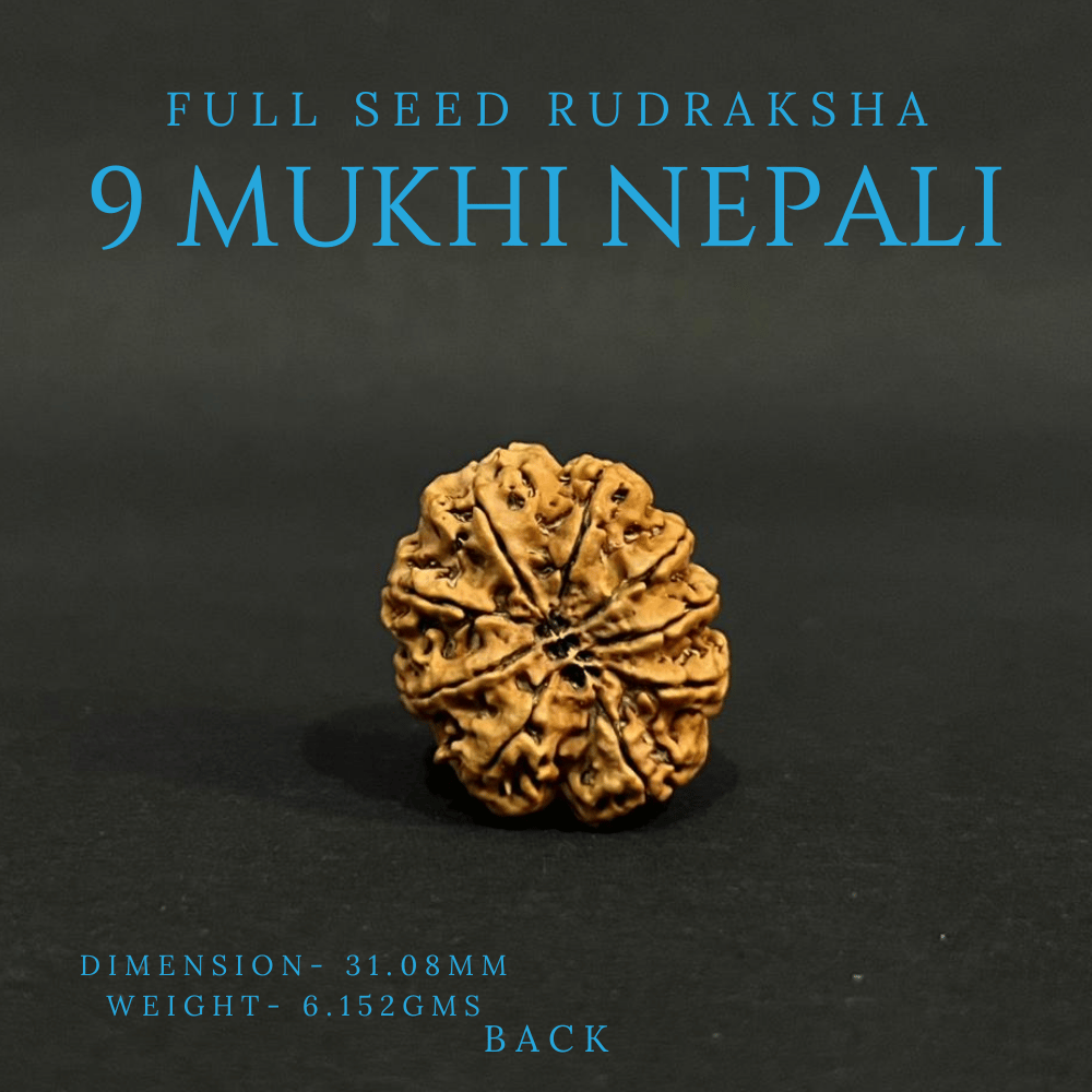 9 Mukhi Rudraksha- Full Seed (31.08mm)