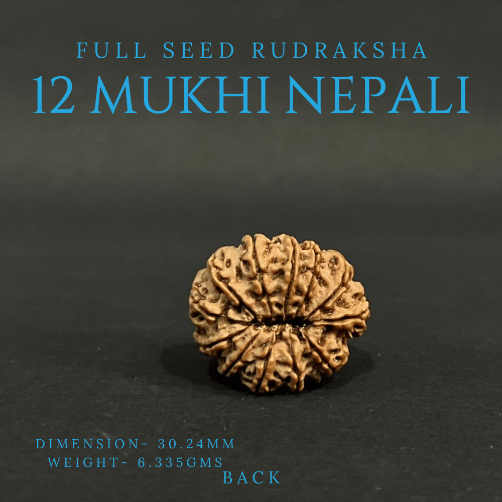 12 Mukhi Rudraksha- Full Seed (30.24mm)