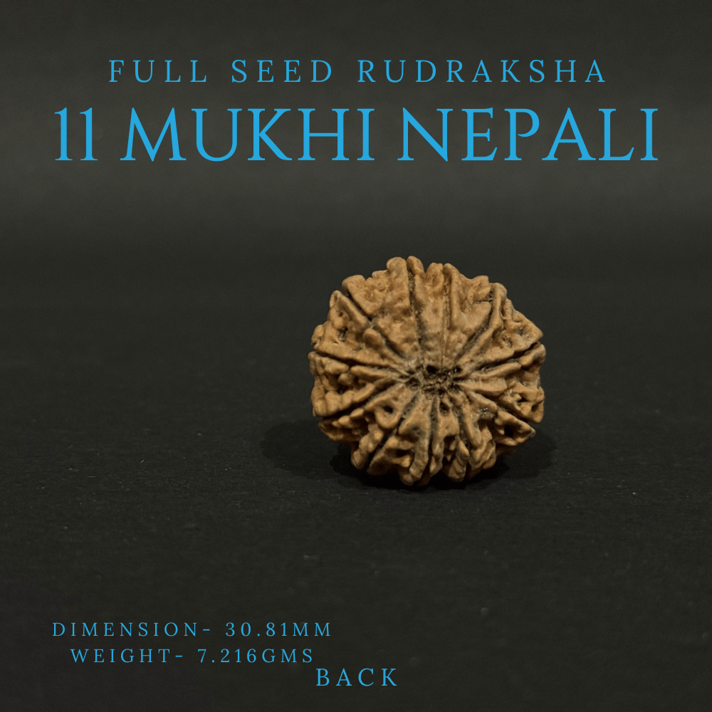11 Mukhi Rudraksha- Full Seed (30.81mm)