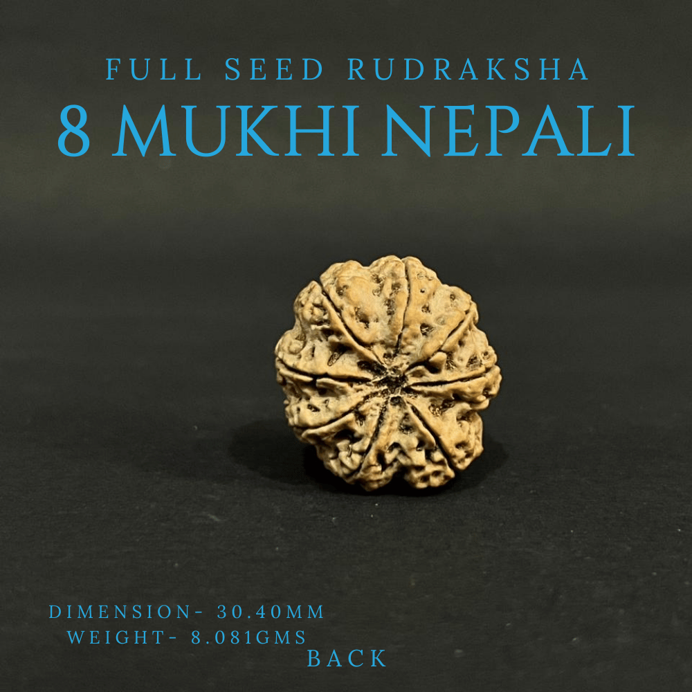 8 Mukhi Rudraksha- Full Seed (30.40mm)