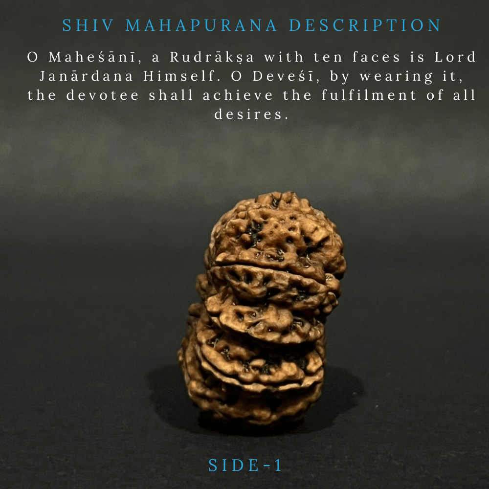 10 Mukhi Rudraksha- Full Seed (36.29mm)