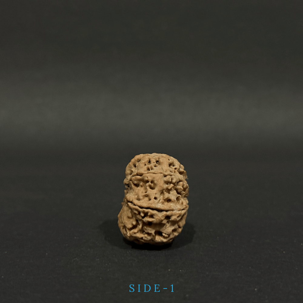9 Mukhi Rudraksha- Full Seed (30.40mm)