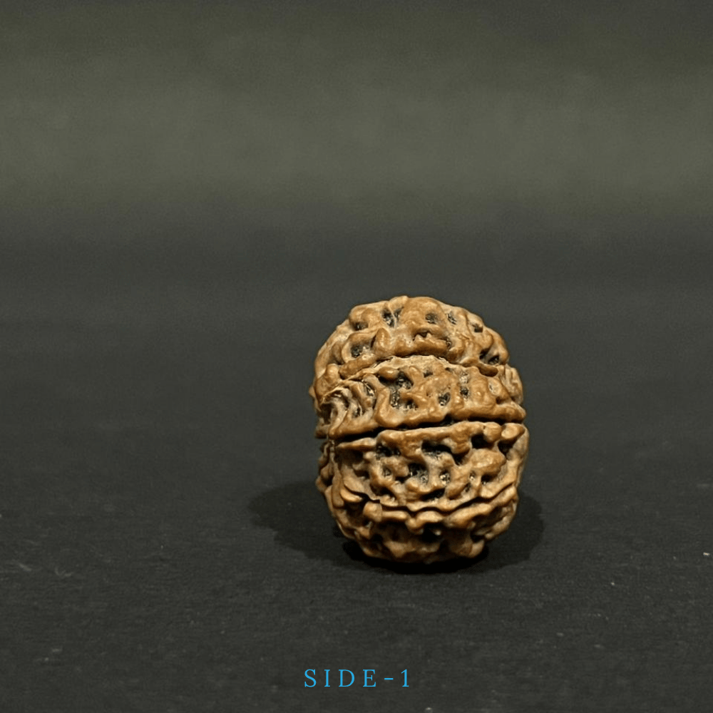 8 Mukhi Rudraksha- Full Seed (25.44mm)