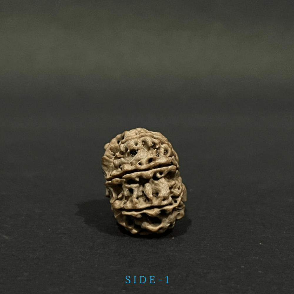 9 Mukhi Rudraksha- Full Seed (23.83mm)