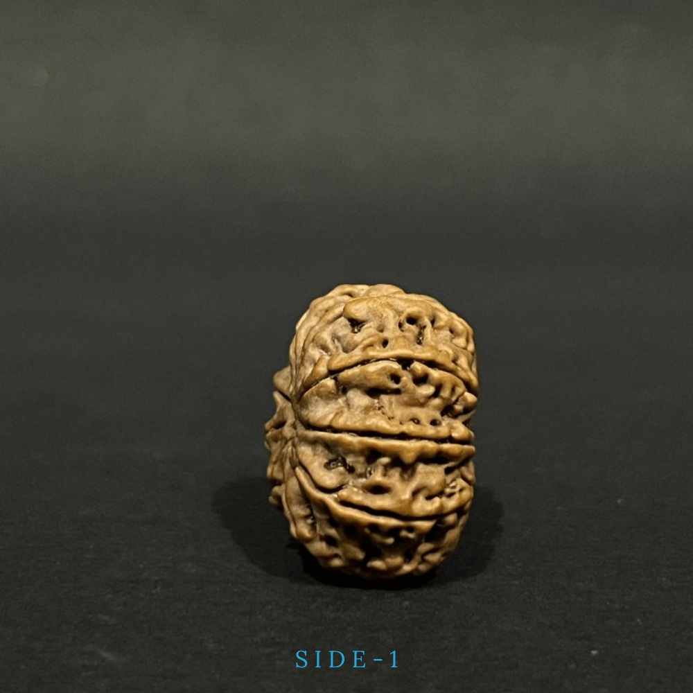 9 Mukhi Rudraksha- Full Seed (25.20mm)