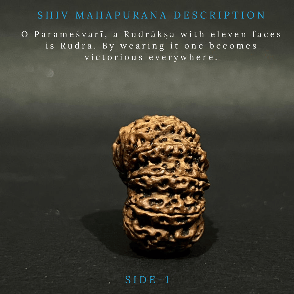 11 Mukhi Rudraksha- Full Seed (33.16mm)