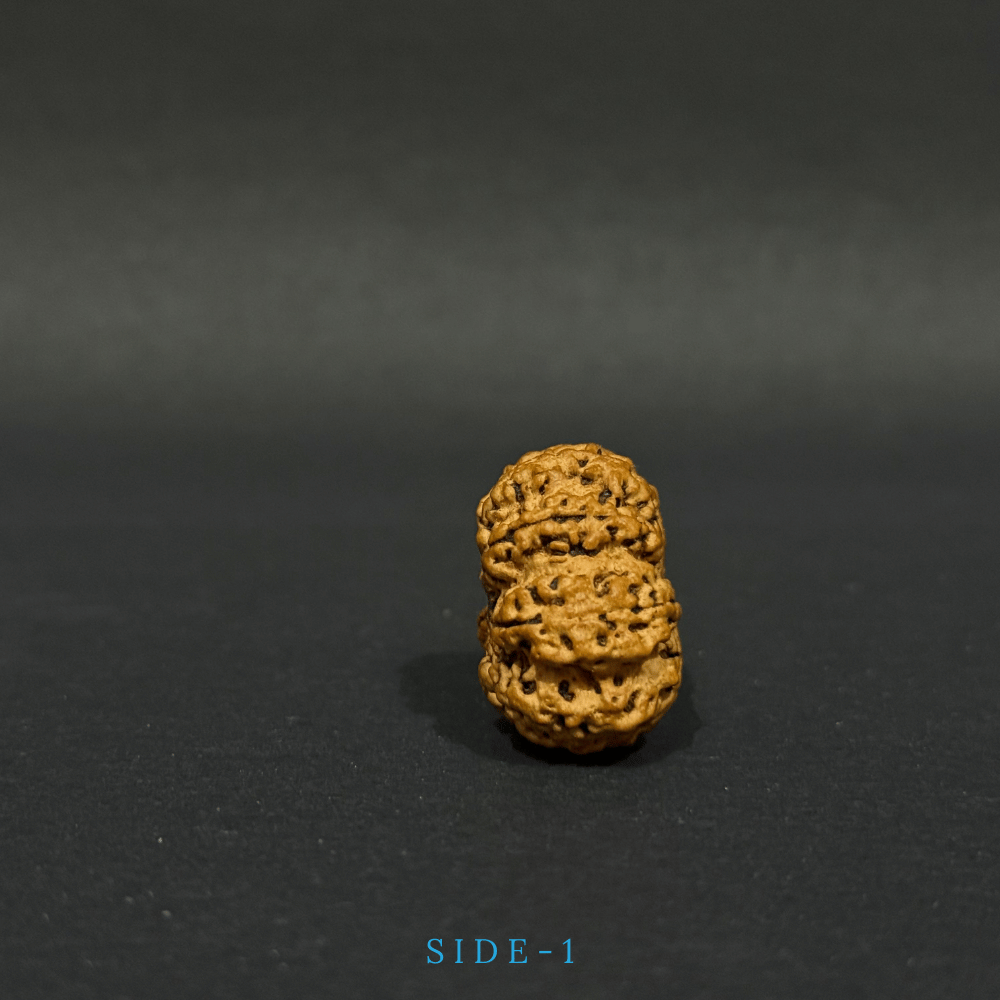 8 Mukhi Rudraksha- Full Seed (30.26mm)