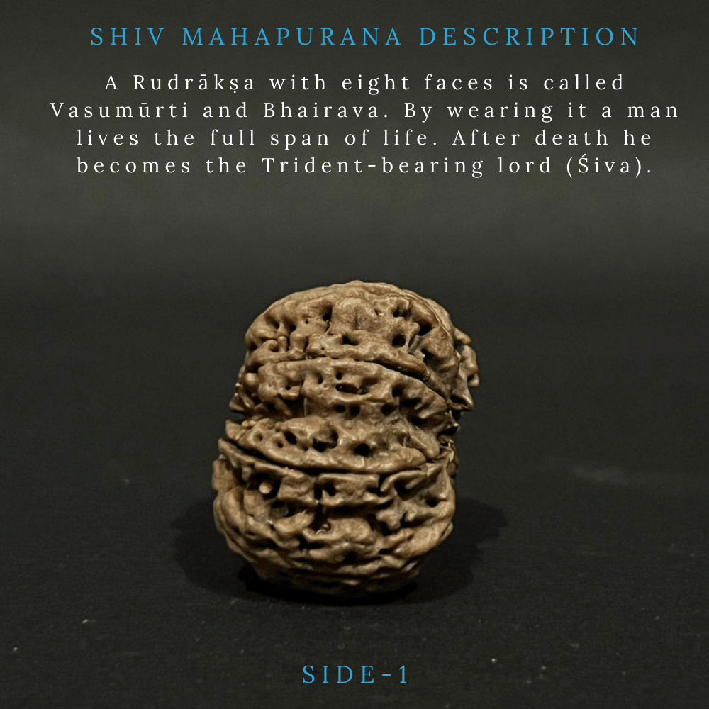 8 Mukhi Rudraksha- Full Seed (31.02mm)