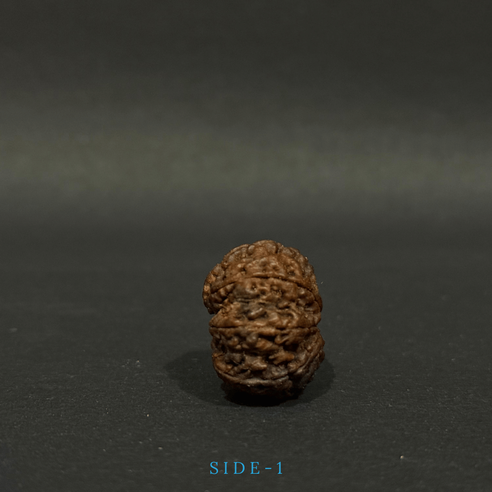 8 Mukhi Rudraksha - Full Seed (28.45mm)