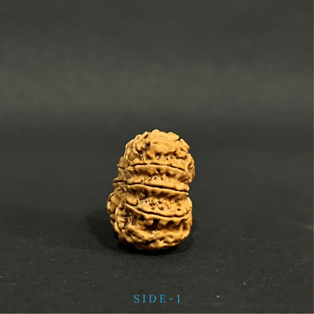 9 Mukhi Rudraksha- Full Seed (31.08mm)
