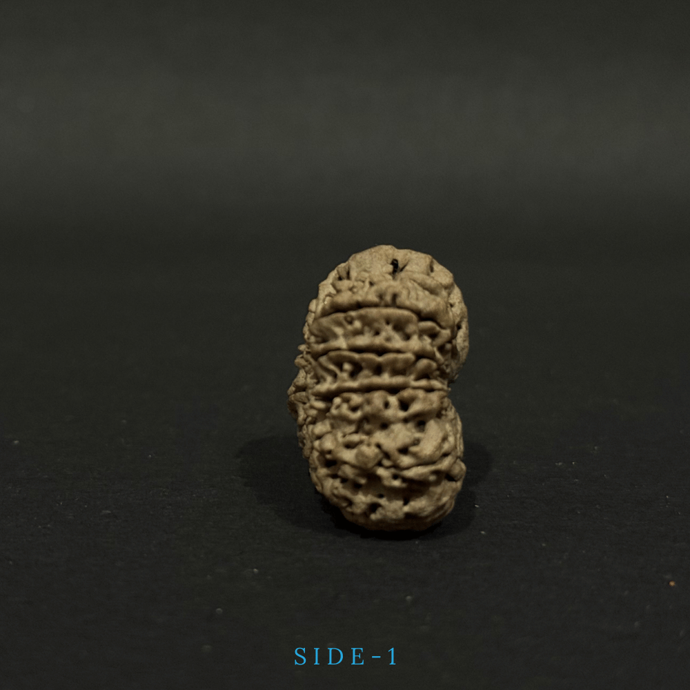 12 Mukhi Rudraksha- Full Seed (30.84mm)