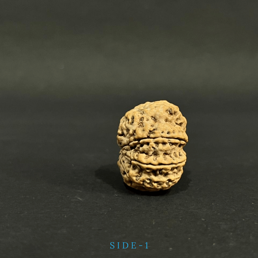 8 Mukhi Rudraksha- Full Seed (30.40mm)