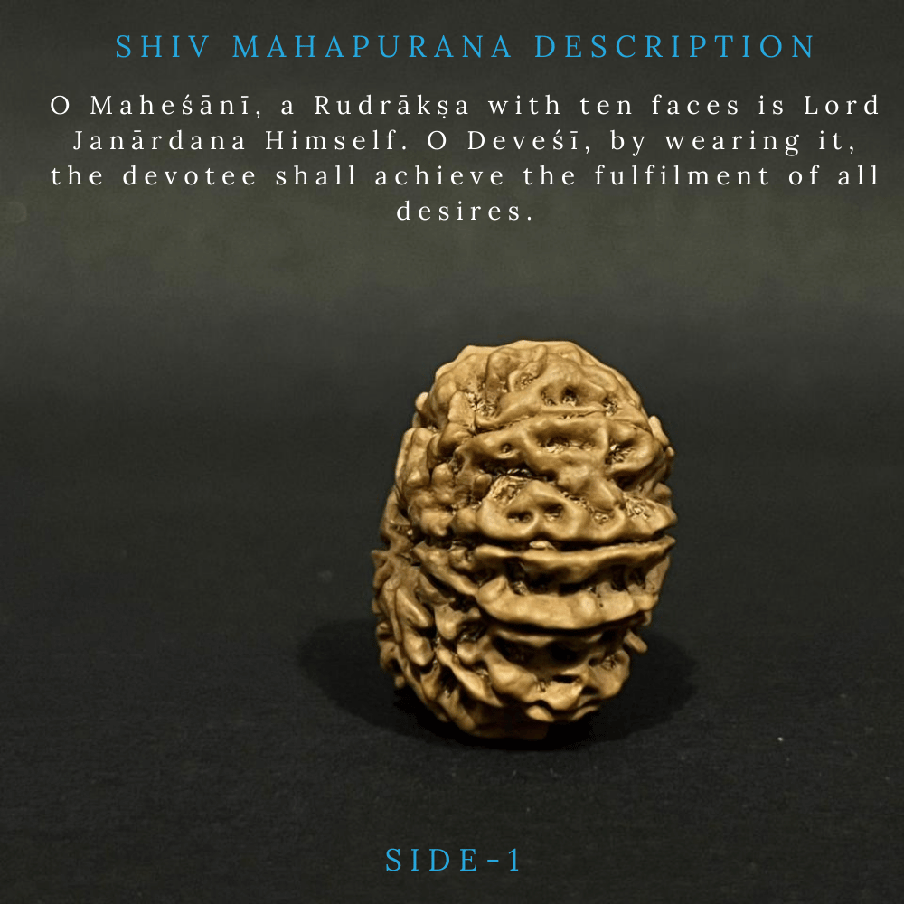 10 Mukhi Rudraksha- Full Seed (31.60mm)