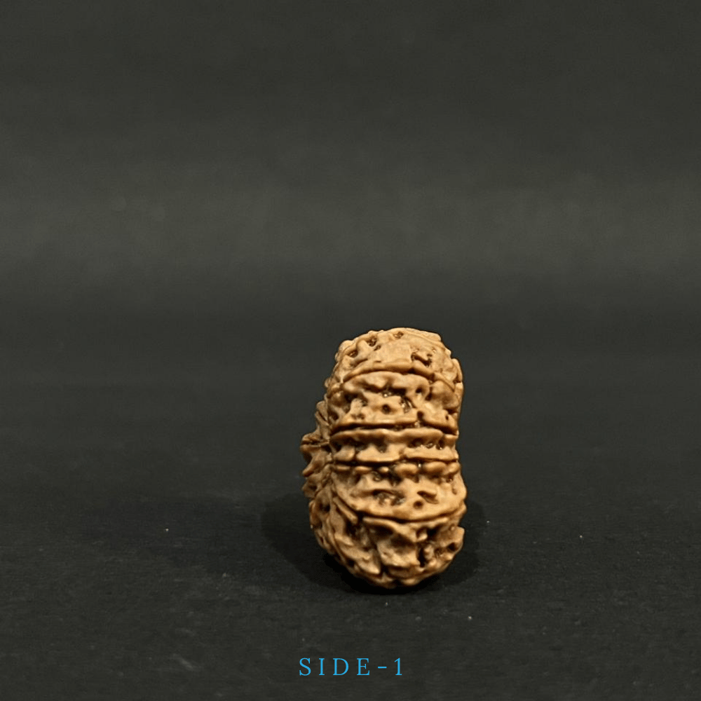 12 Mukhi Rudraksha- Full Seed (30.24mm)