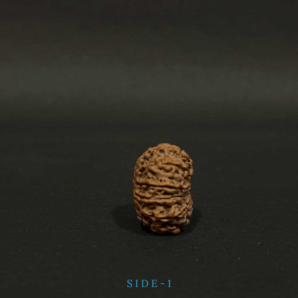 11 Mukhi Rudraksha- Full Seed (26.04mm)