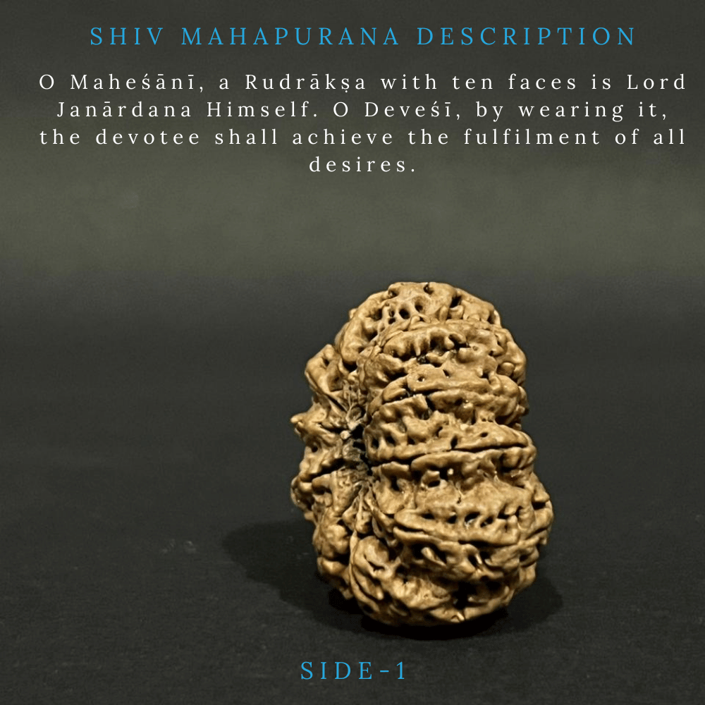 10 Mukhi Rudraksha- Full Seed (33.71mm)