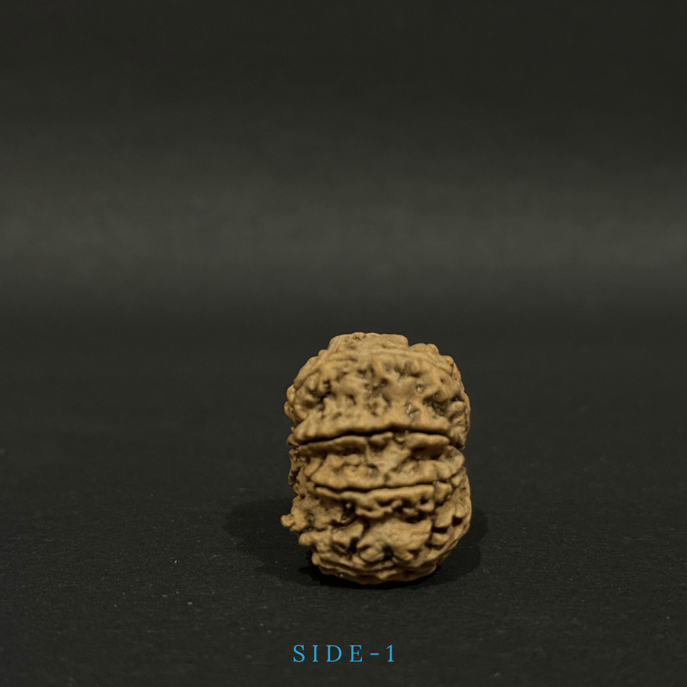 8 Mukhi Rudraksha- Full Seed (31.01mm)