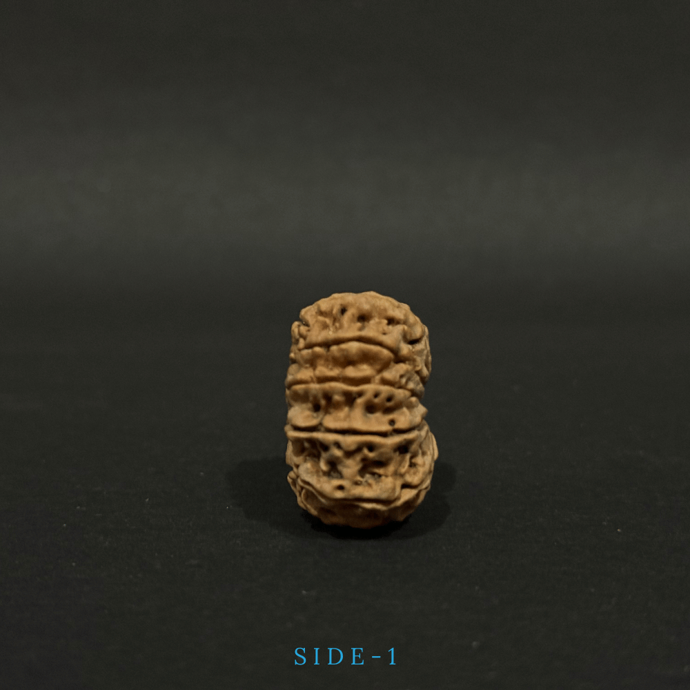 11 Mukhi Rudraksha- Full Seed (30.81mm)