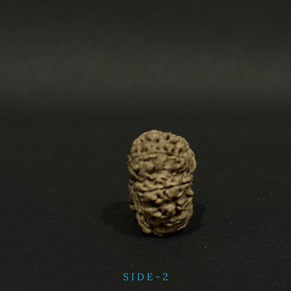 12 Mukhi Rudraksha- Full Seed (30.84mm)