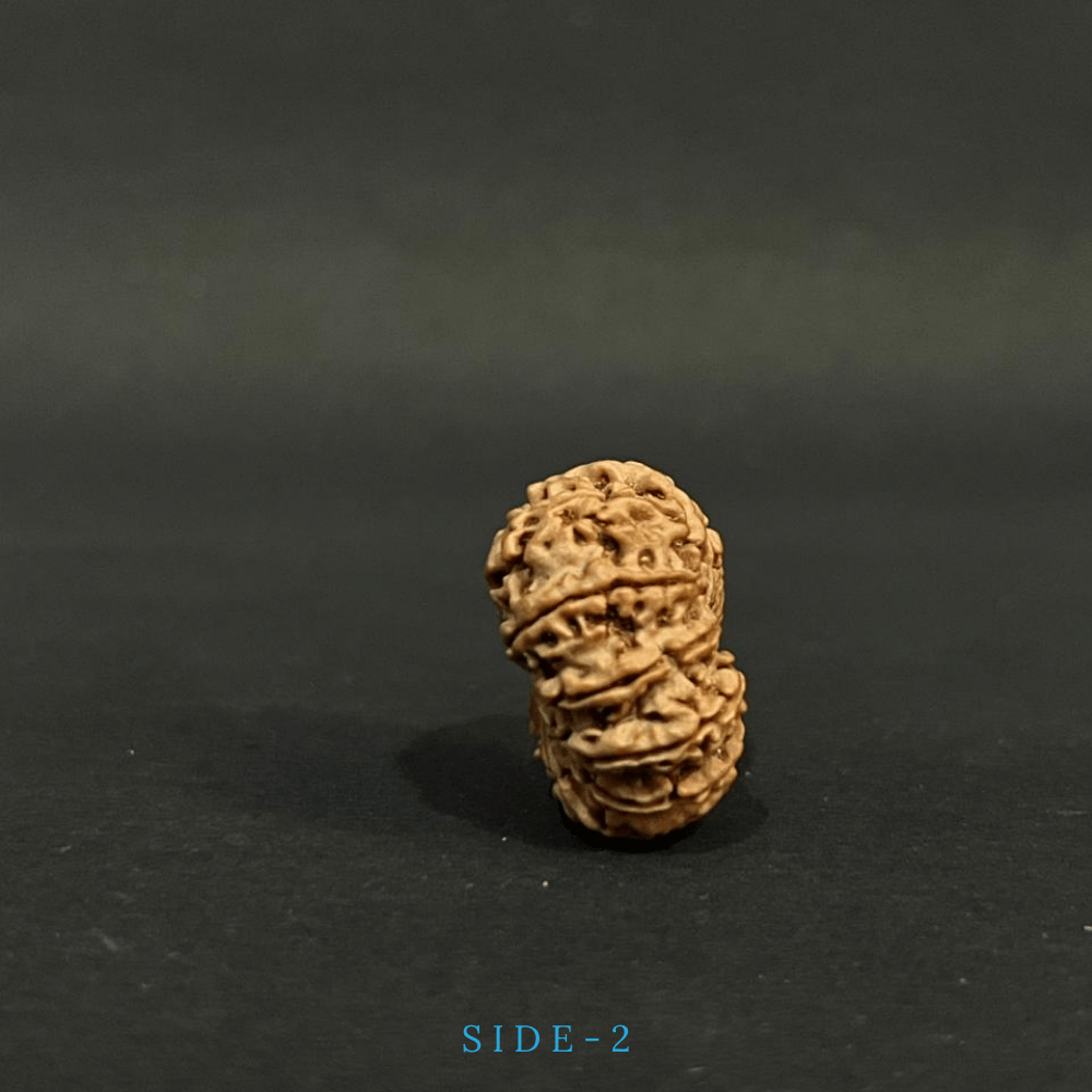 12 Mukhi Rudraksha- Full Seed (30.24mm)