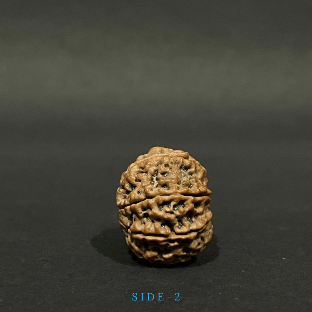 8 Mukhi Rudraksha- Full Seed (25.44mm)