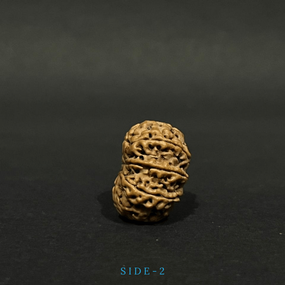 9 Mukhi Rudraksha- Full Seed (25.20mm)