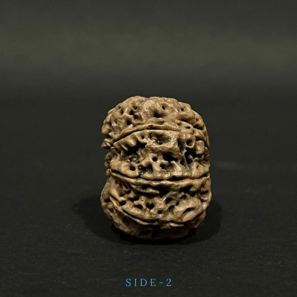 8 Mukhi Rudraksha- Full Seed (31.02mm)