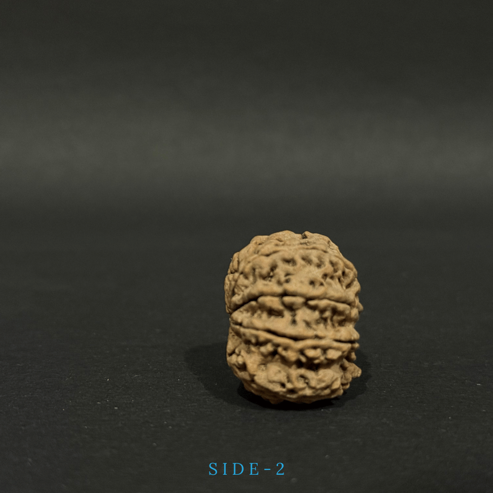 8 Mukhi Rudraksha- Full Seed (31.01mm)