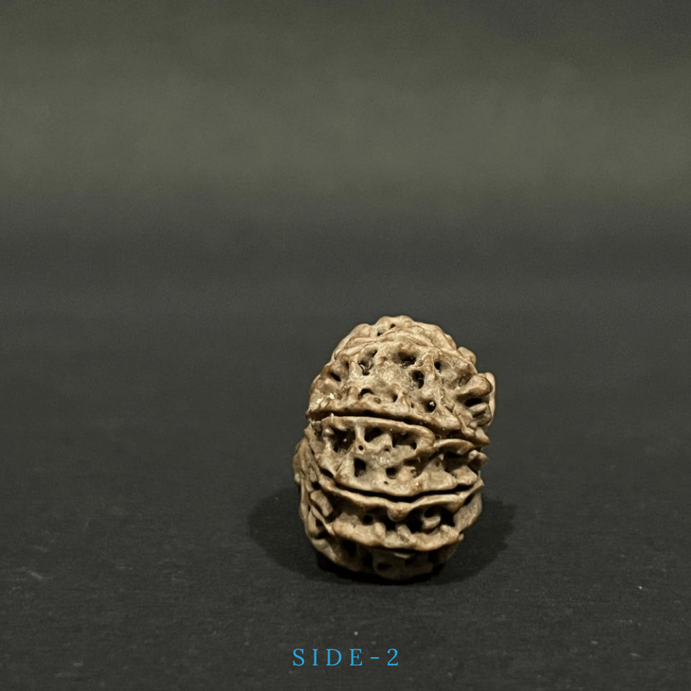 9 Mukhi Rudraksha- Full Seed (23.83mm)