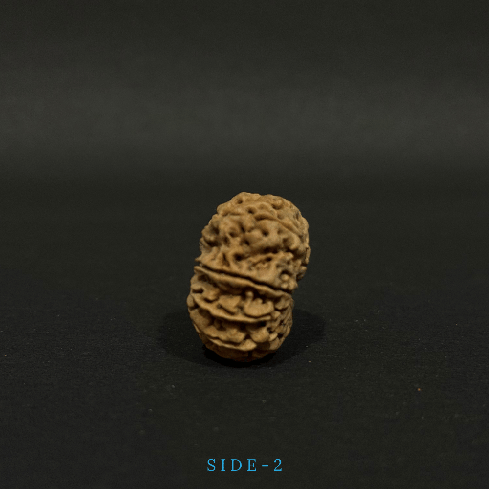 11 Mukhi Rudraksha- Full Seed (30.81mm)