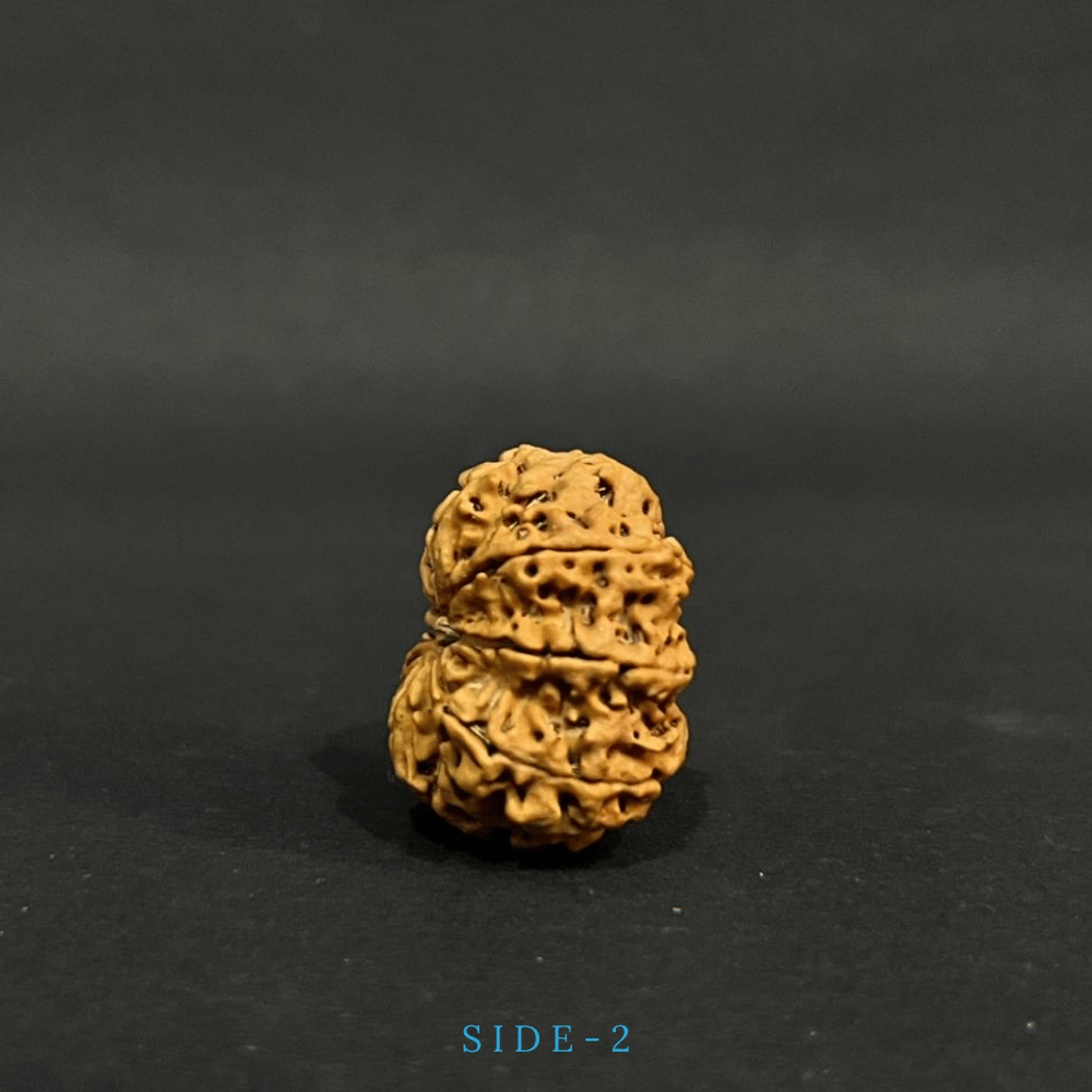 9 Mukhi Rudraksha- Full Seed (31.08mm)