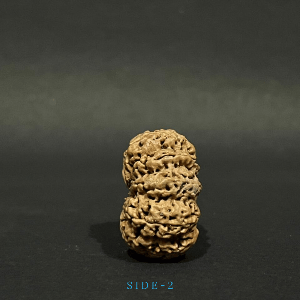 10 Mukhi Rudraksha- Full Seed (33.71mm)