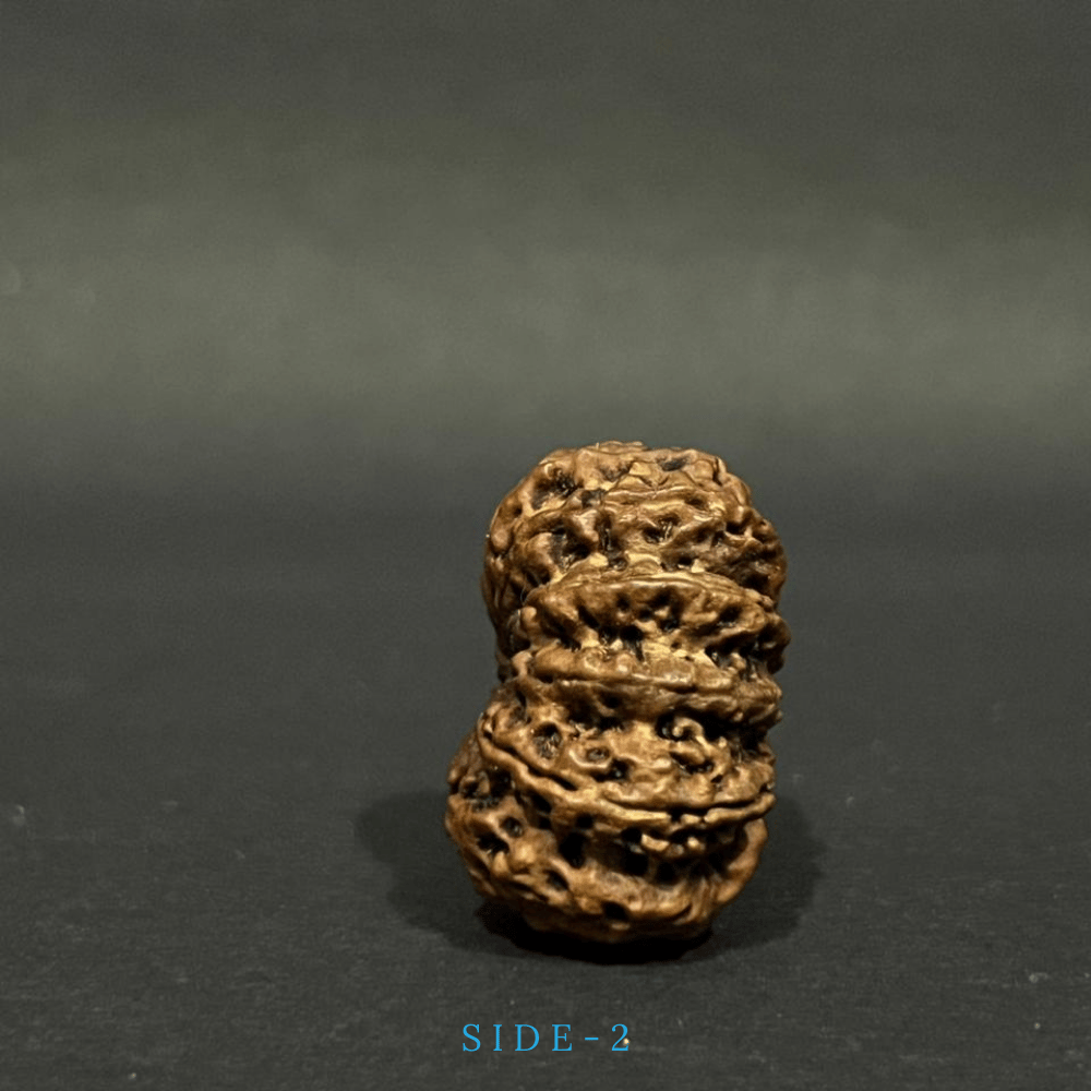 11 Mukhi Rudraksha- Full Seed (33.16mm)