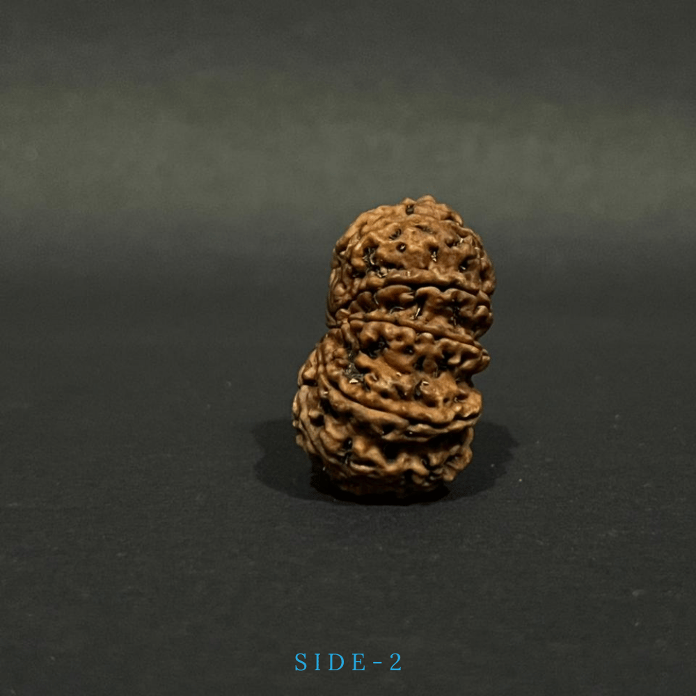 10 Mukhi Rudraksha- Full Seed (36.29mm)