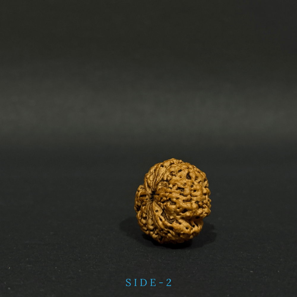 8 Mukhi Rudraksha- Full Seed (30.26mm)